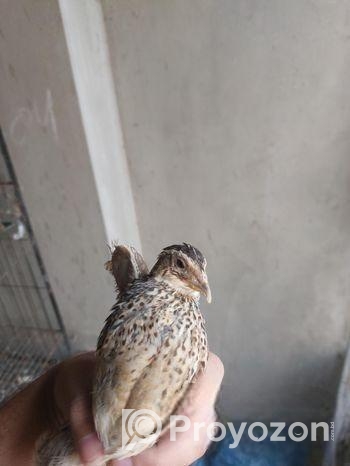 ৭০ দিন বয়সী জাপানি কোয়েল