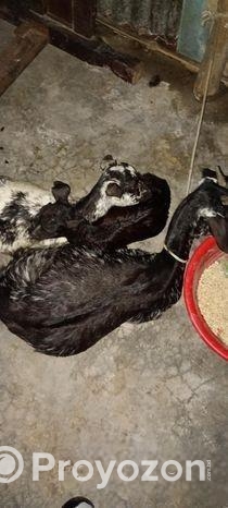 দেশীয় ছাগল