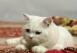 Pure persian cat for sale