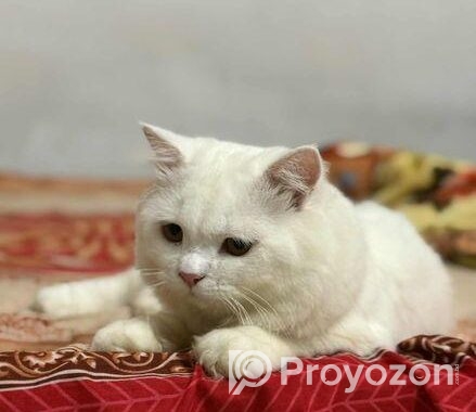 Pure persian cat for sale