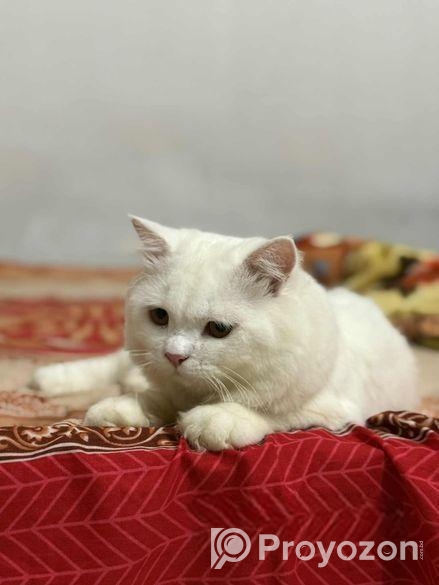 Pure persian cat for sale