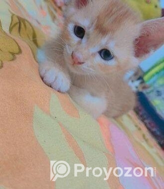 Male Cat Adoption