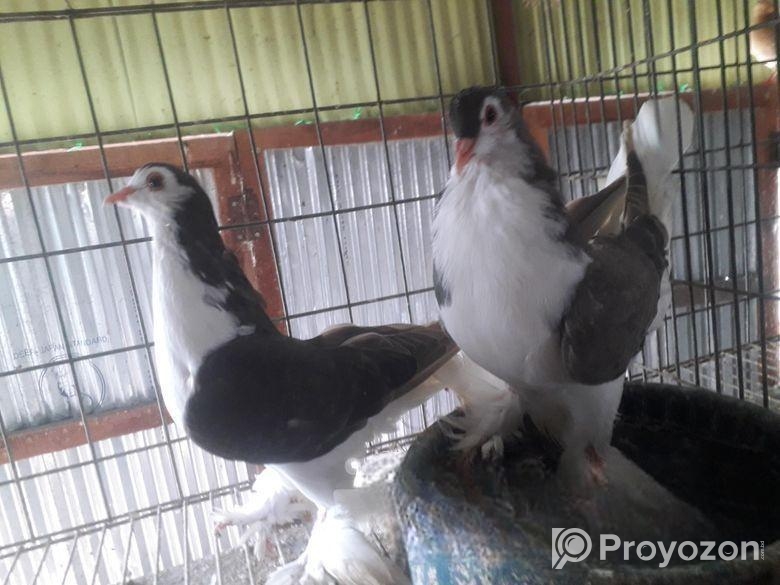 সিরাজি কবুতর বিক্রি