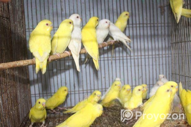 লোটিনো/এলভিনো বাজরিগার (লাল চোখ)