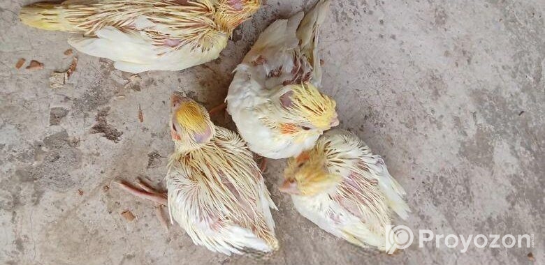 কোকাটেল পাখি।