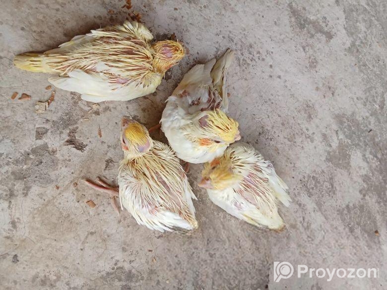 কোকাটেল পাখি।