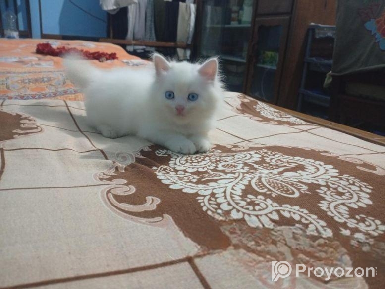 পারসিয়ান বিড়াল