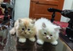 Pure Persian Cat