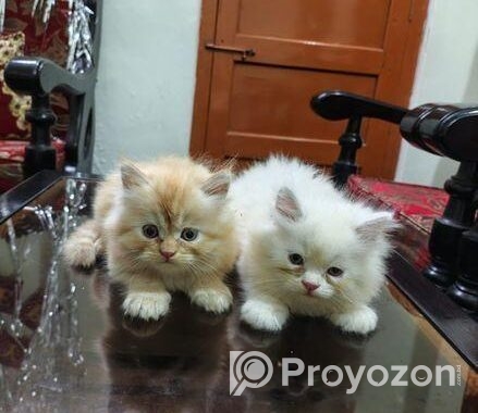 Pure Persian Cat