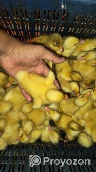 এক দিন বয়সের হাঁসের বাচ্চা বিক্রি করা হবে