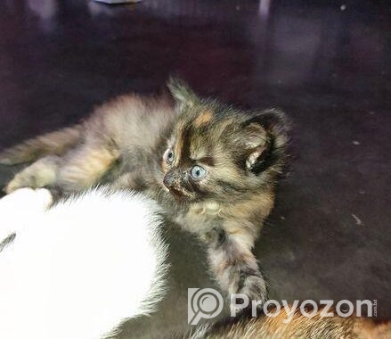 Parisian Cat Gray and black colour mixer
