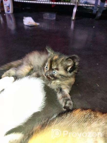 Parisian Cat Gray and black colour mixer