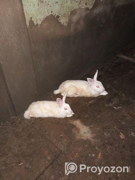 খুব ভালো দুটি খরগোশ