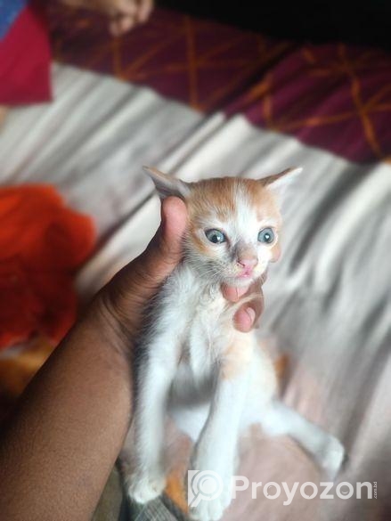 একটা কিউট বিড়াল ছানা