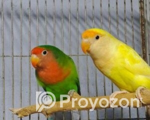 fitted-30_2025-10-28_22-35-39