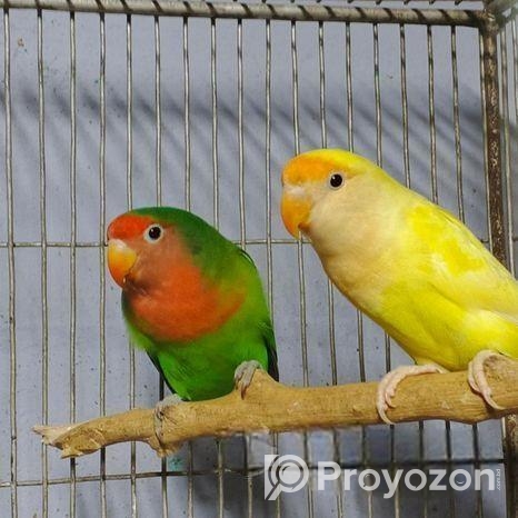 লাভবার্ড পেয়ার