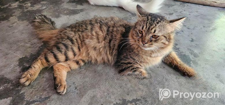 Pure Persian Male Cat..