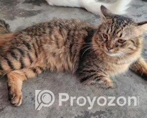 fitted-30_2025-10-29_10-59-04