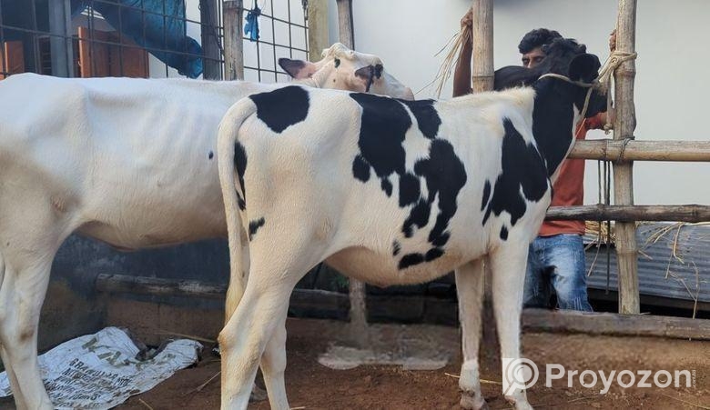 হলেস্টান ফ্রিজিয়ান রানী বকনা বিক্রয় করা হবে।