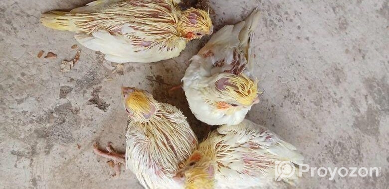 কোকাটেল পাখি।