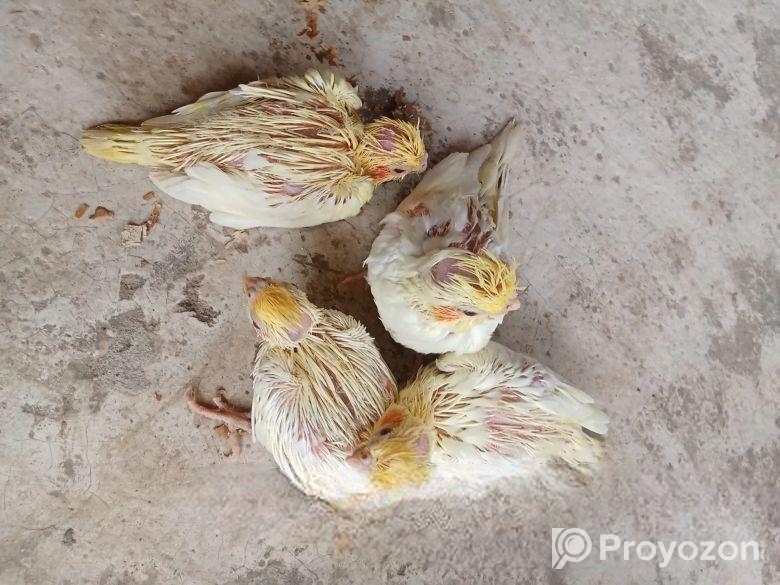 কোকাটেল পাখি।