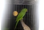 ইন্ডিয়ান রিং নেট টিয়া পাখি (indiana Ringnet Parrot