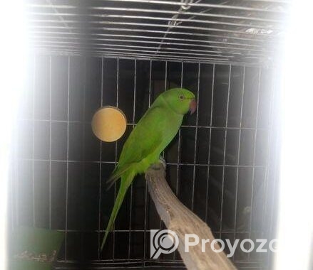 ইন্ডিয়ান রিং নেট টিয়া পাখি (indiana Ringnet Parrot