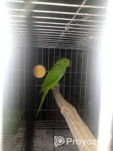 ইন্ডিয়ান রিং নেট টিয়া পাখি (indiana Ringnet Parrot