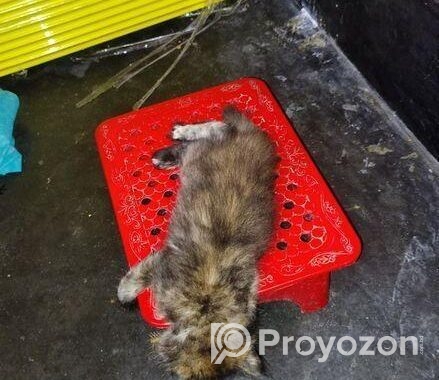 Parisian Cat Gray and black colour mixer
