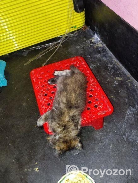 Parisian Cat Gray and black colour mixer