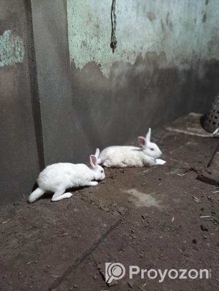 খুব ভালো দুটি খরগোশ