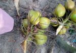 ডাপ বিক্রি