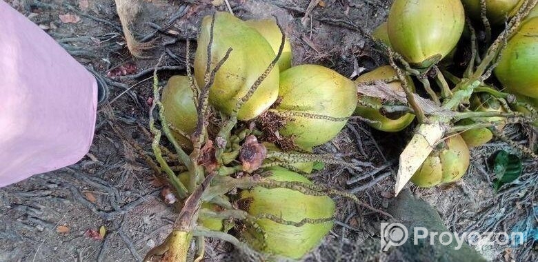 ডাপ বিক্রি