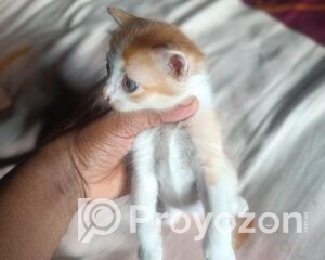 fitted-31_2025-10-25_10-50-31