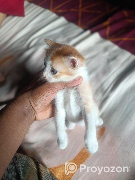 একটা কিউট বিড়াল ছানা