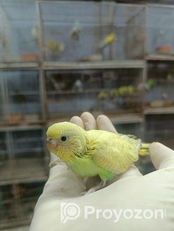 টেম সাইজ বেবি বাজরিগার