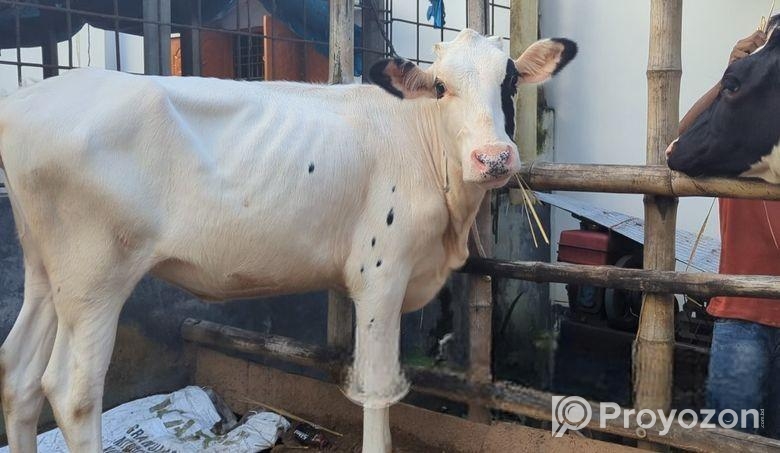 হলেস্টান ফ্রিজিয়ান রানী বকনা বিক্রয় করা হবে।