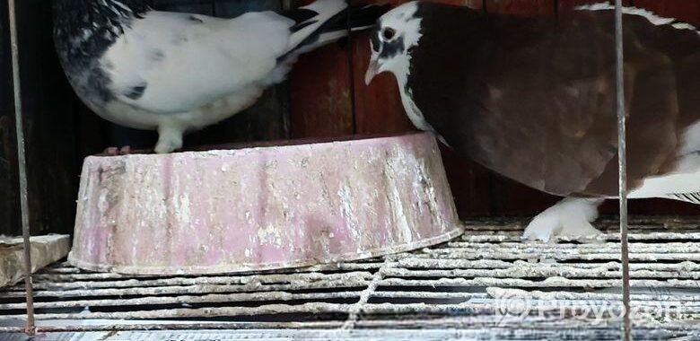 রানিং বাংলা কবুতর