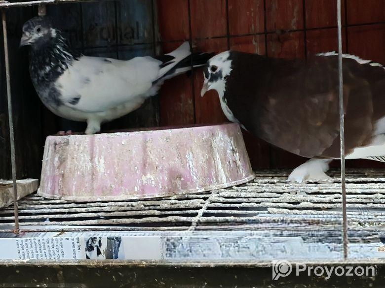 রানিং বাংলা কবুতর