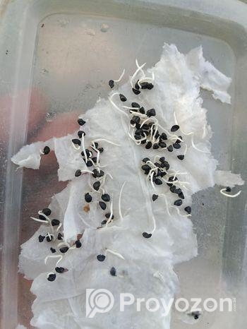 পেয়াজের বীজ বিক্রয় করা হবে