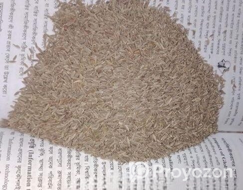 Camin Seeds