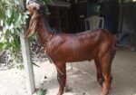 তোতাপুরী ছাগল ( লাল রং)