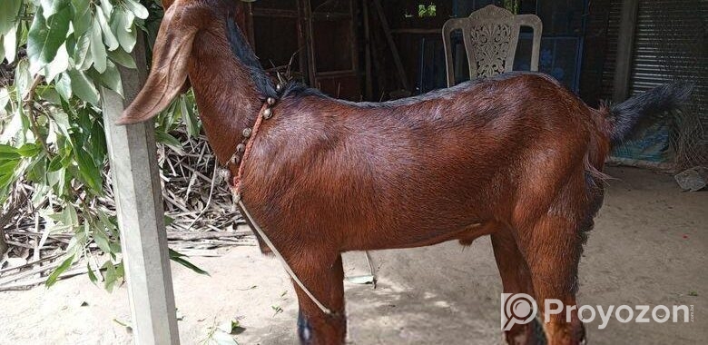 তোতাপুরী ছাগল ( লাল রং)