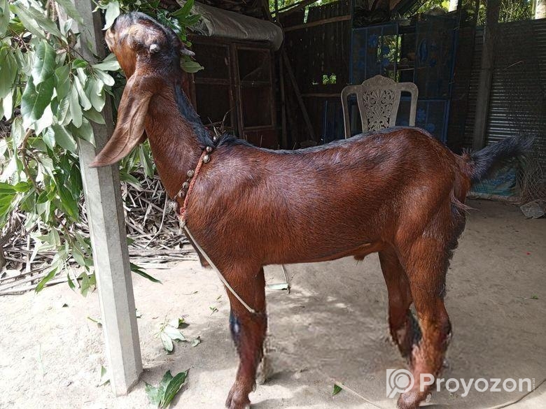 তোতাপুরী ছাগল ( লাল রং)