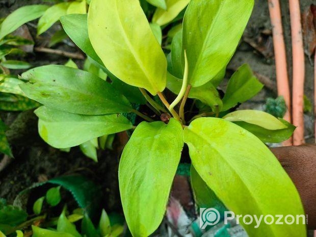 ইনডোর প্লান্ট