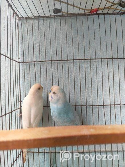 বাজিগার পাখি