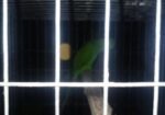ইন্ডিয়ান রিং নেট টিয়া পাখি (indiana Ringnet Parrot