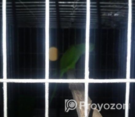 ইন্ডিয়ান রিং নেট টিয়া পাখি (indiana Ringnet Parrot