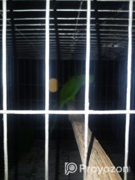 ইন্ডিয়ান রিং নেট টিয়া পাখি (indiana Ringnet Parrot