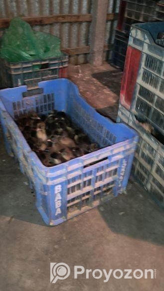 এক দিন বয়সের হাঁসের বাচ্চা বিক্রি করা হবে